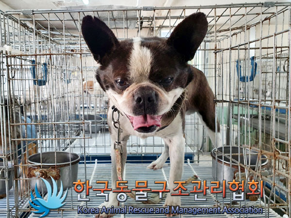 한국동물구조관리협회_411300202300168